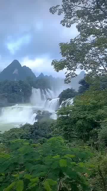 拯救枯树